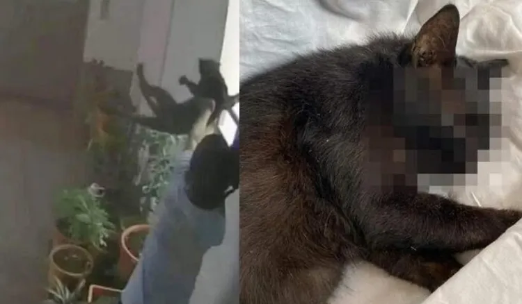 新加坡10歲屁孩將貓咪從22樓拋下（左），導致貓咪當場不幸死亡（右）。翻攝臉書