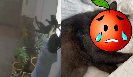 傷心!新加坡屁孩太頑皮了 將貓咪從22樓拋下致死