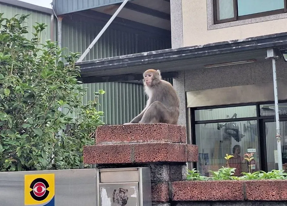 台灣獼猴龍潭現蹤,但捕捉後安置卻出現異狀搶救不治。翻攝畫面
