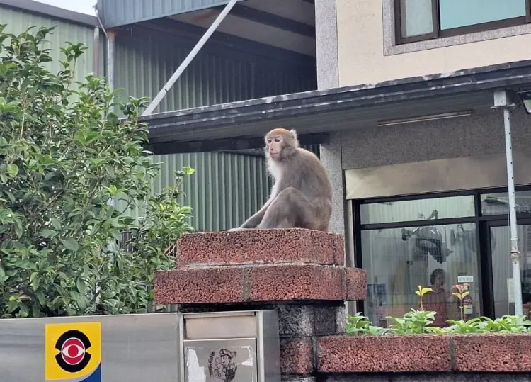 台灣獼猴龍潭現蹤，但捕捉後安置卻出現異狀搶救不治。翻攝畫面