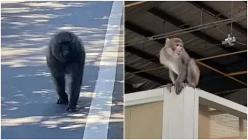 狒狒+獨臂獼猴「進入桃園就難逃一死」 黃瓊慧要市府給交代
