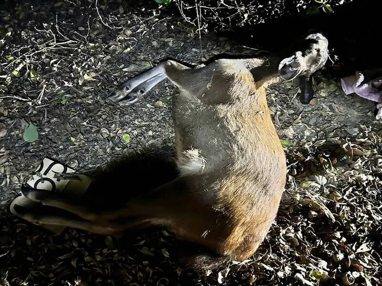 彰化市139線7月7日發生機車撞死水鹿的事故。民眾提供