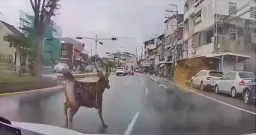 彰化八卦山水鹿頻逛大街 半年2起路殺!縣府設告示牌提醒用路人