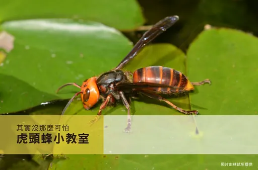 婦人慘遭虎頭蜂螫死！全因宜蘭縣府獲報有蜂窩拖3天才處理　判國賠金額出爐