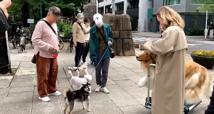 原本沒人注意的看宅男工程師，「成為一條牧羊犬」後，變成民眾注目的焦點，當然也有柴犬不以為然。翻攝Youtube/@I_want_to_be_an_animal