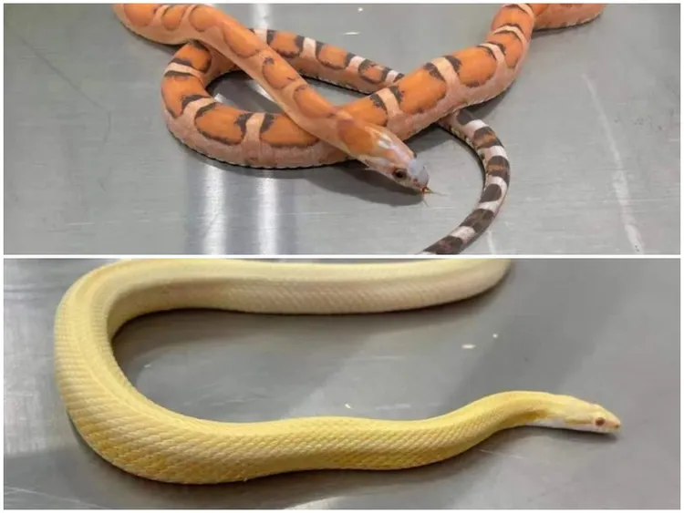 走私玉米蛇。九派新聞微博