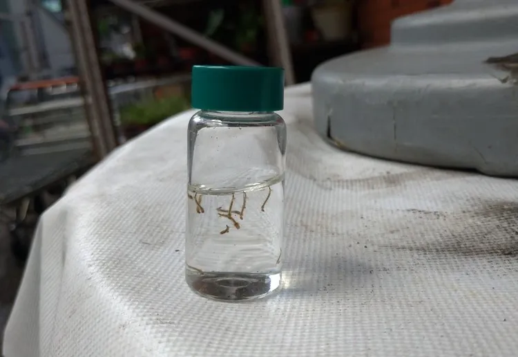 菜園儲水桶查獲孳生病媒蚊孑孓。衛生局提供