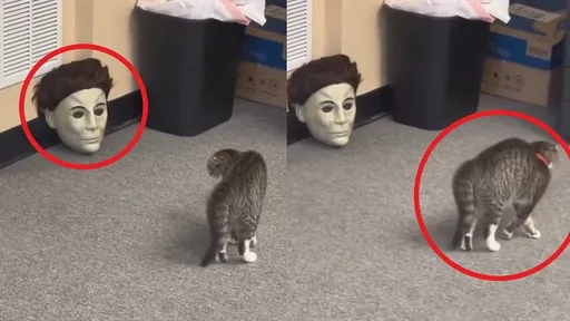 恐怖人臉面具冒出!喵星人全身豎毛 想嚇我還差遠了