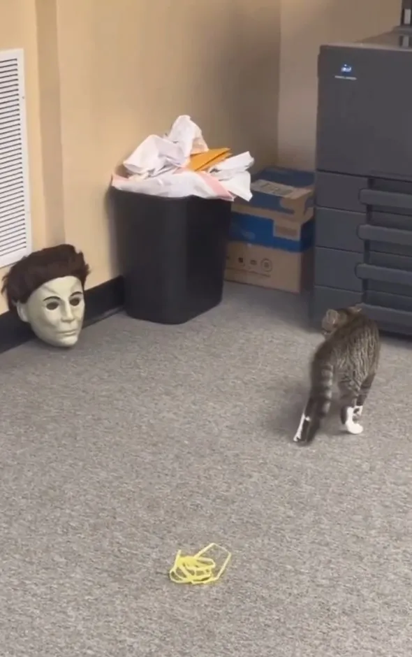 貓咪仔細看竟然沒有下半身，貓咪「拱背」警戒著。IG @cats_dog_earth 提供