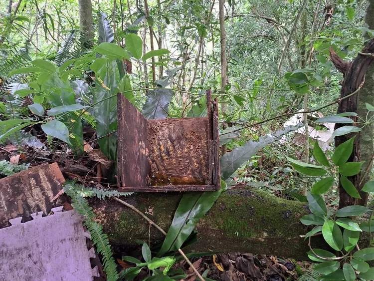 黑熊吃蜂蜜留下抓痕。南投林管處提供