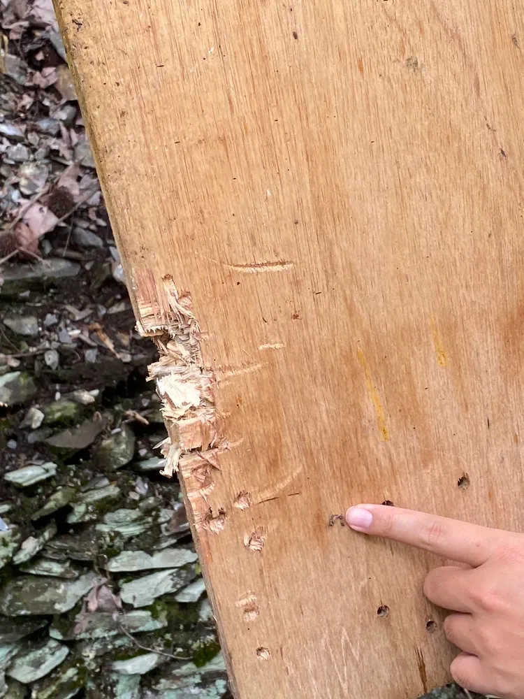 黑熊吃蜂蜜留下抓痕。南投林管處提供