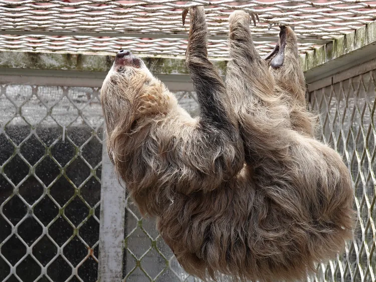 樹懶盡情戲水。園方提供