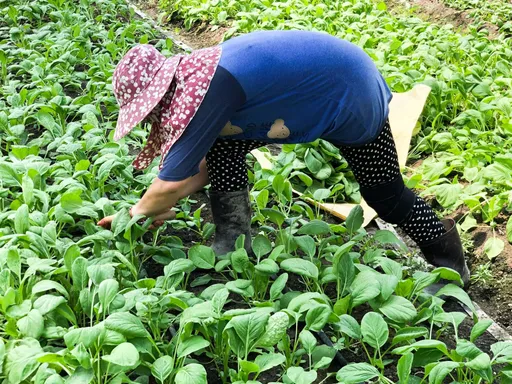 農業部拍板!農民染登革熱可領傷病給付 不幸死亡喪葬津貼61萬