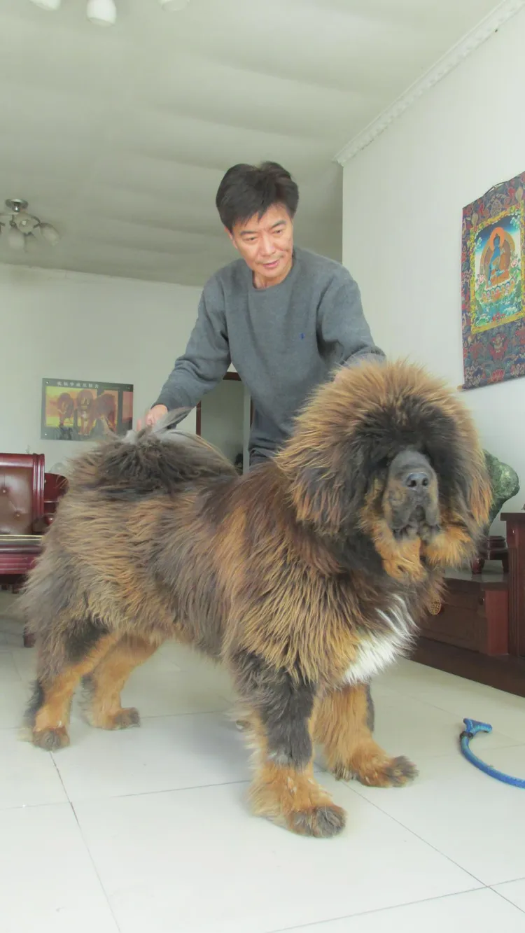 張佩華曾引進藏獒到台灣。翻攝張佩華寵物精舍臉書