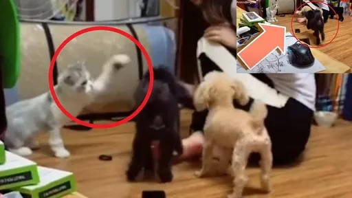 誓死捍衛!傻愣貴賓犬見罐罐衝第一 下秒貓星人連環拳伺候