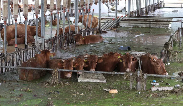 大邱市一處牛舍淹水，牛隻半身進水裡。美聯社
