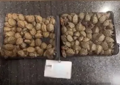 嫌犯意圖夾帶過海關的小烏龜們。翻攝微博