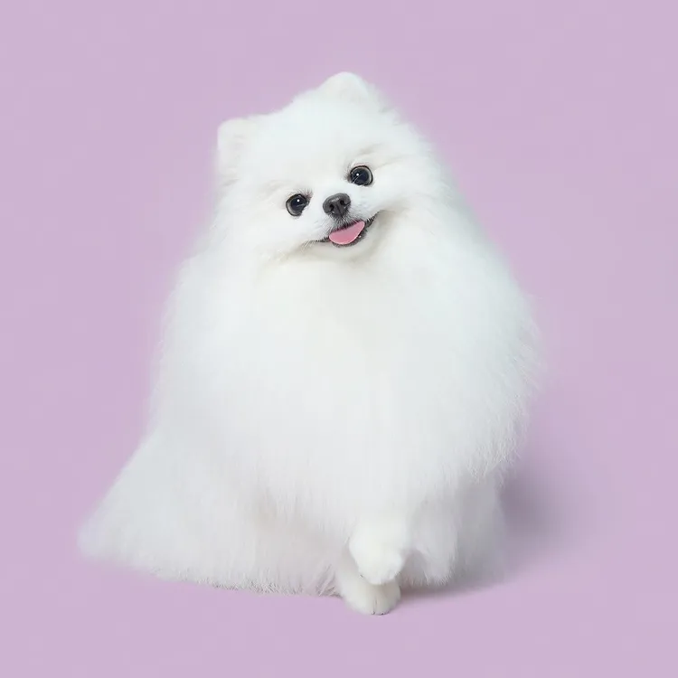 Micky上月往生，飼主張小姐在臉書痛心留言，台大也認了行政疏失⋯醫生和解金只願意賠５萬⋯沒想到我寶貴的家人５萬？翻攝迷濛Micky看世界臉書粉絲頁