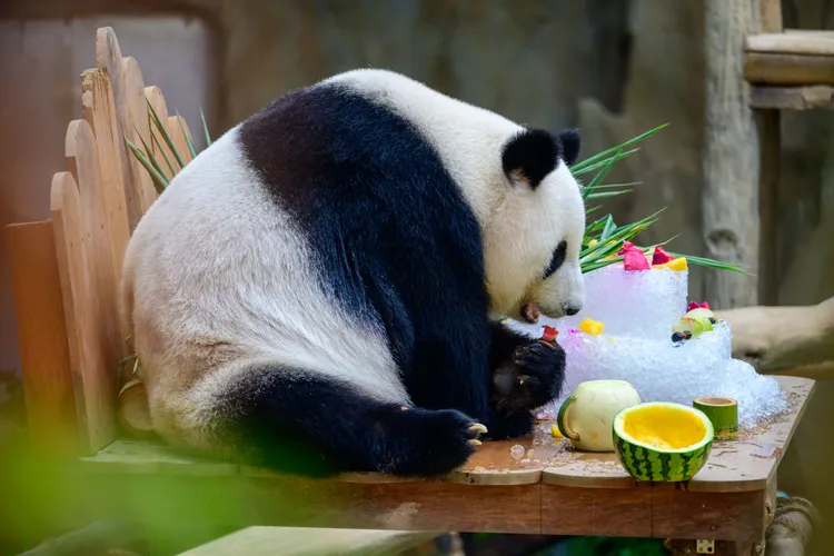 壽星「靚靚」和水果冰蛋糕。新華社