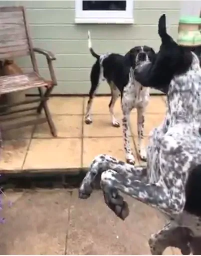 《接得好》©Emma Hay /Comedy Pets