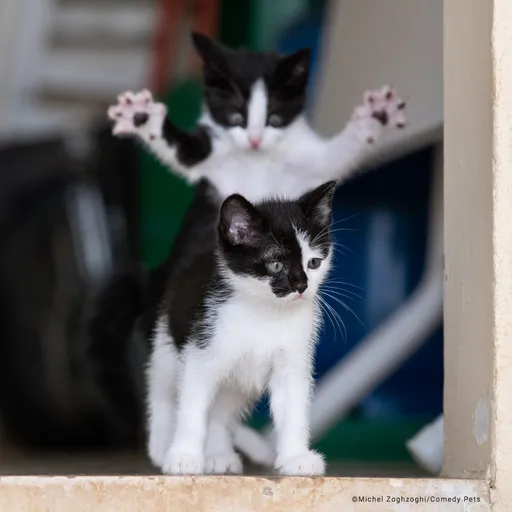 小貓背後偷襲令人冒出愛心眼 邊牧不敵讓出冠軍