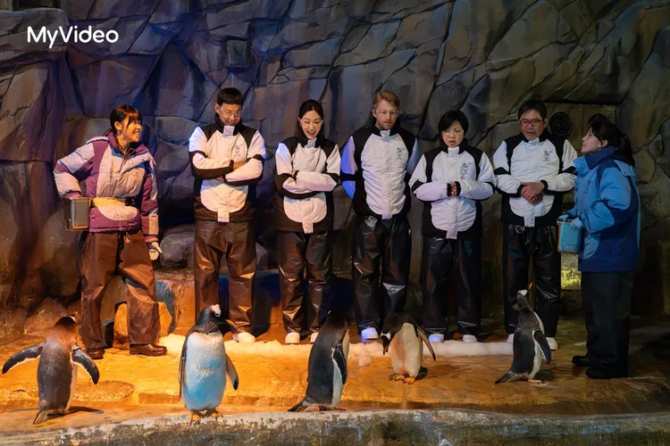 威廉（左二起）、曾莞婷、法比歐、楊貴媚、洪都拉斯體驗餵食企鵝。MyVideo提供