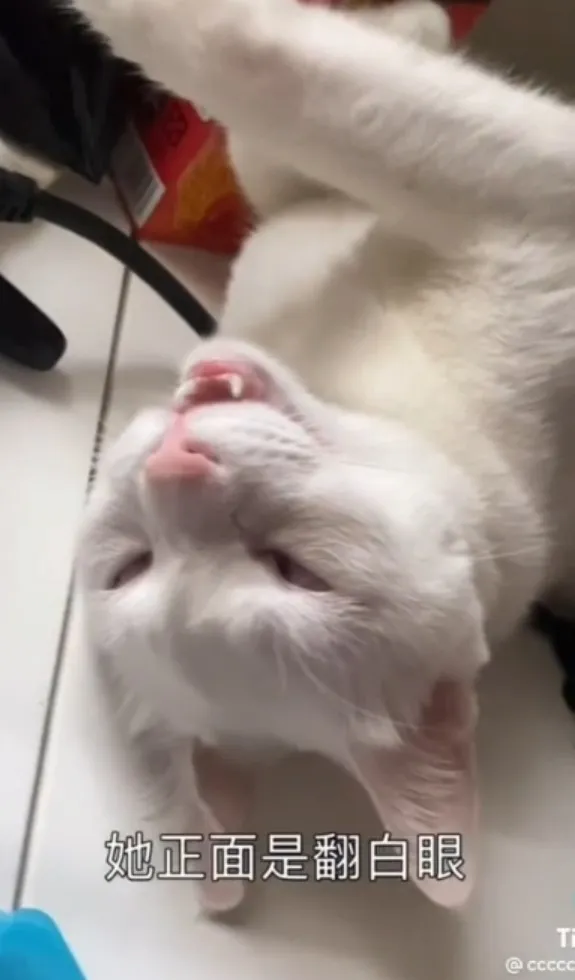白貓睡翻天，還翻白眼。TikTok@r7301__ 提供
