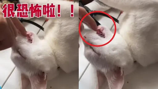 不雅片外流!白喵睡到放飛自我 遭鏟屎官惡搞畫面曝