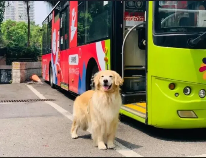 遛狗沒清狗便同樣加重處罰。資料照(動保處提供)