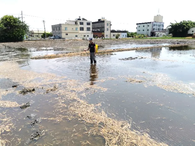 新竹縣環保局建議農民以液態稻草腐化菌處理稻草。新竹縣府提供