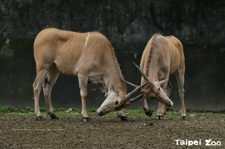 伊蘭羚成群生活，主要棲息於大草原及開闊的林地，因土地開發造成棲地減少。動物園提供