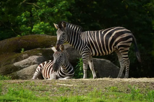 台北動物園首辦園內探險路跑 今起報名!邊跑邊觀察4動物遷徙知識