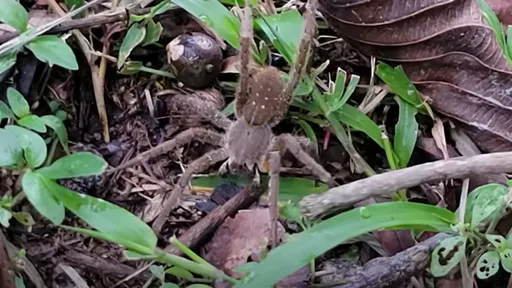 蜘蛛咬一口「連續2天金槍不倒」 水電工哀號:痛苦到難以忍受