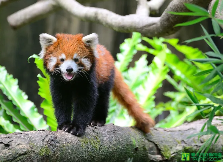 台北市立動物園提供