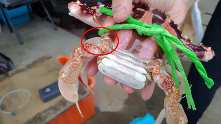 漁業署日前舉辦活動，漁民提供抱卵母蟹進行標識後放流，讓母蟹在海洋懷抱中繁衍生息。翻攝漁業署網站