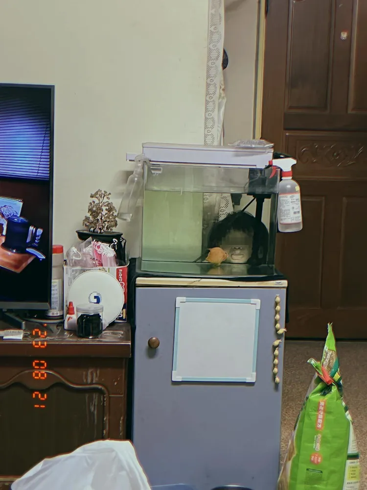 原PO在自家魚缸驚見「人頭」嚇傻。取自爆廢公社二館