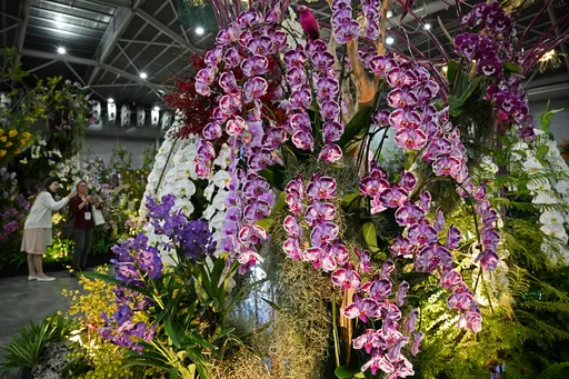 綻放!亞太蘭花盛會新加坡開跑 下屆2025年台南見