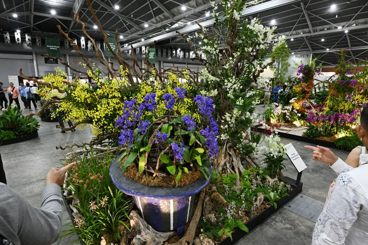 新加坡正舉行「亞太蘭花會議暨蘭展」。新華社