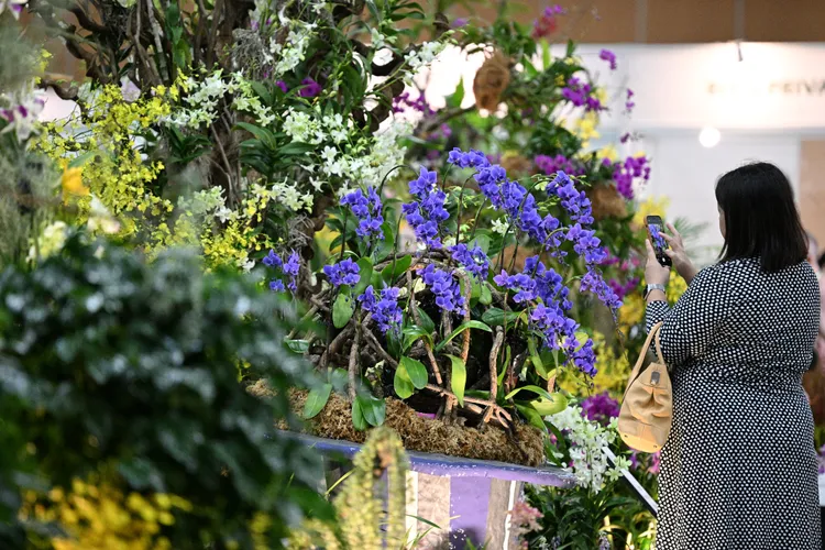 新加坡正舉行「亞太蘭花會議暨蘭展」。新華社