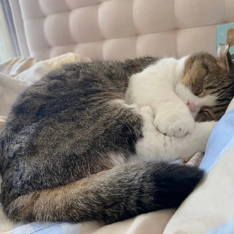 金南佶抱怨愛貓曇曇不太理他。翻攝金南佶IG