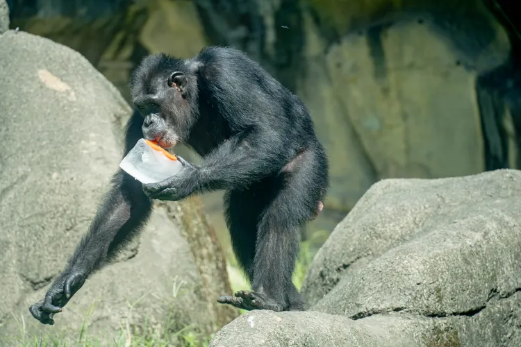 黑猩猩大啖冰品。台北市立動物園提供