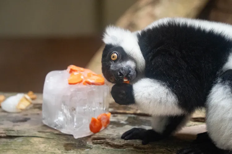 白頸狐猴啃著蔬果蘿蔔冰。台北市立動物園提供