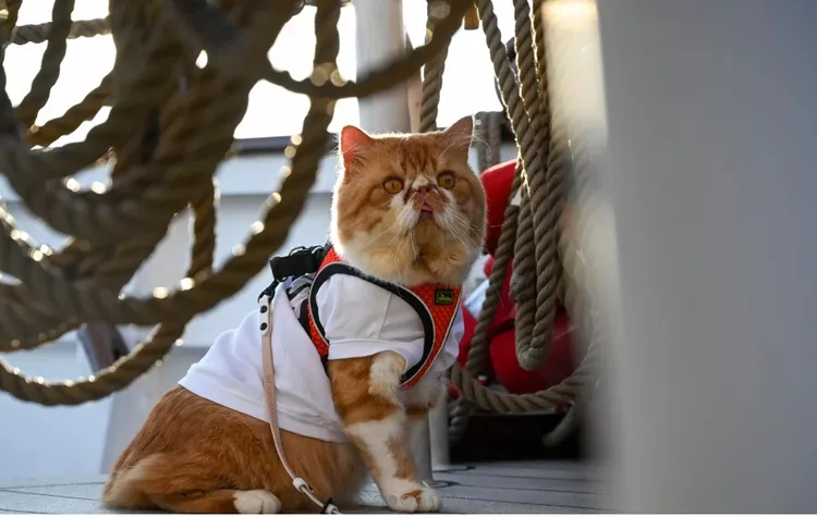 翻攝Tall Ship Adventures官網