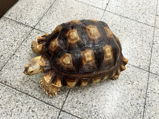 寵物龜翹家逛大街!高中生急壞了 路上對峙貨車幸遇好心人