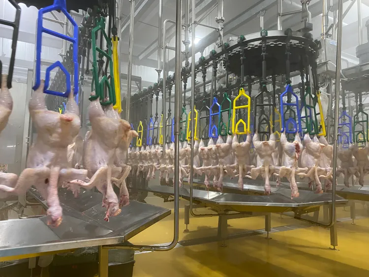 「全氣冷式電宰」跳脫以往水冷降溫可能的汙染，有效降低生菌數。陳怡文攝