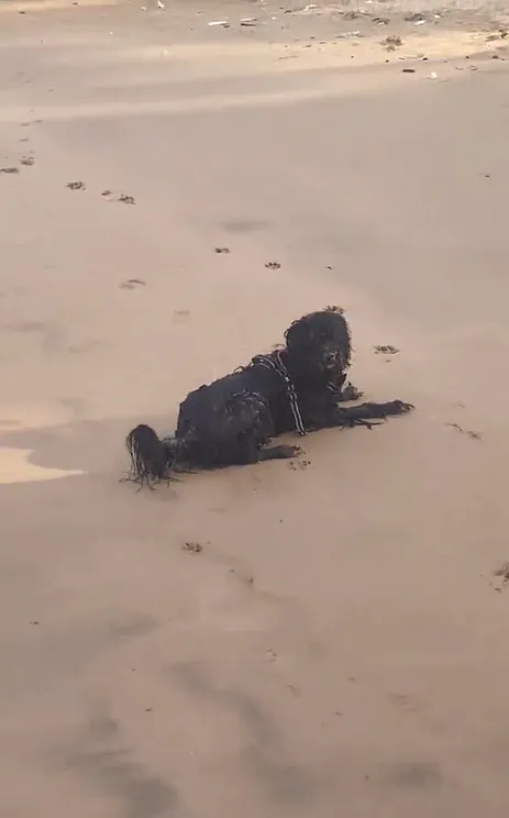 黑色狗狗看到有人靠近放下屁股。