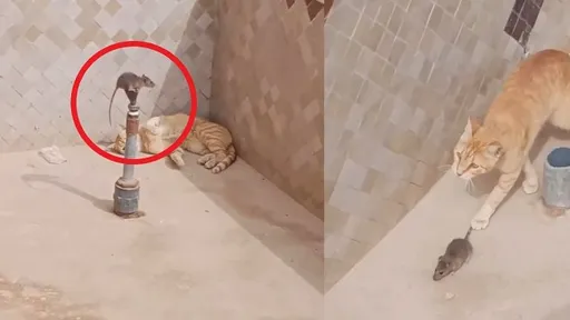 湯姆貓和傑利鼠大戰　你猜最後誰贏了
