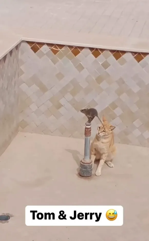 老鼠站在高處，準備跳躍逃脫。IG @miiyav_tv 提供