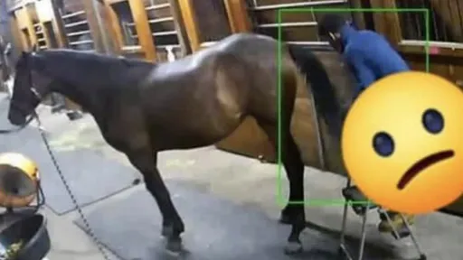 21歲男性侵母馬「人獸交38分鐘」　過程全都錄！他用美食引誘再站梯硬上