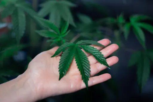 好衰!他路邊爽撿種籽回家種 結果長出大麻被送辦